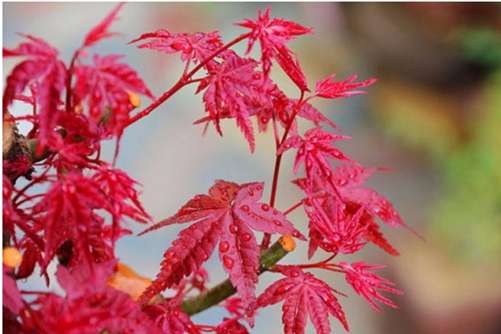 四季红枫种子种植方法，把握好发芽率在家就可以种植