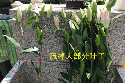 买来的百合花怎么养,才能花开半月都不会凋谢