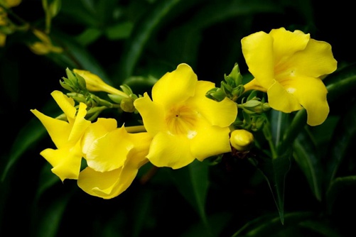 “好男人花“是什么花（ 黄蝉花），黄蝉花简介