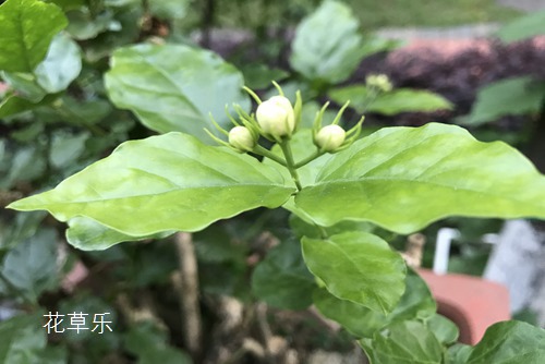 茉莉花的功效与作用介绍