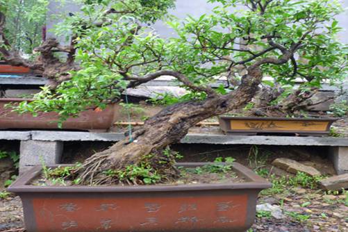 石榴季节养护 石榴不同季节的养护方法介绍