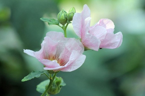 芙蓉花怎么养？清水出芙蓉，天然去雕饰