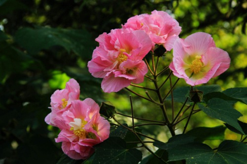 木芙蓉和水芙蓉的区别，你猜，出水芙蓉是木芙蓉还是水芙蓉？