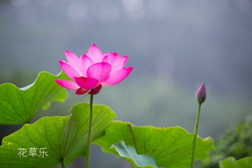 6月开什么花？毕竟西湖六月中，映日荷花别样红