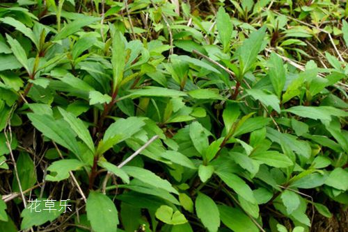 当心！路边野菜不能随便吃 22种健康野菜吃出春天美滋味