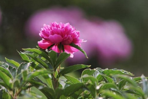 芍药花怎么养,芍药花养殖做好下面几点就会花大色艳