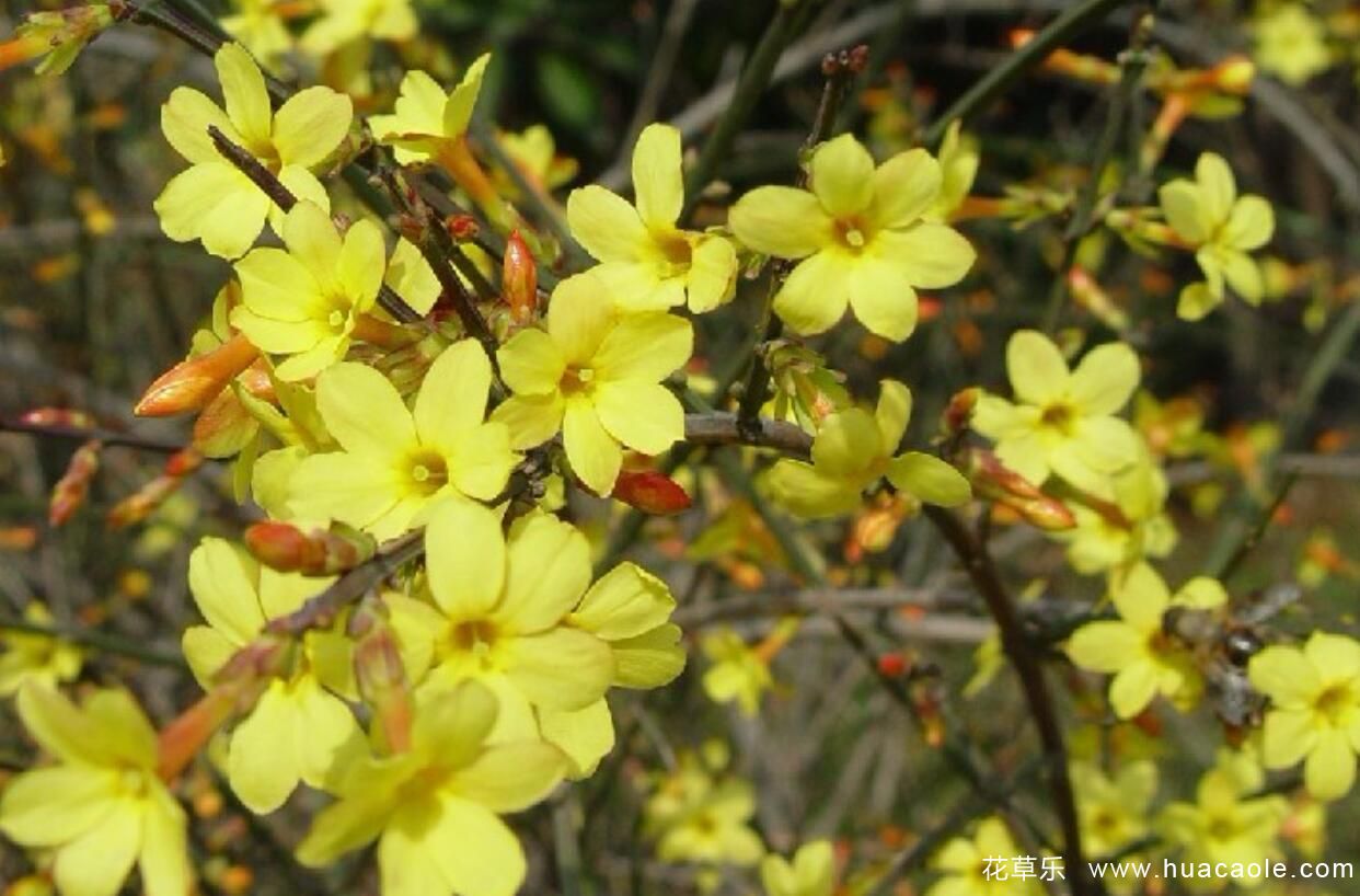 迎春花什么时候开，迎春花盆景的养护介绍