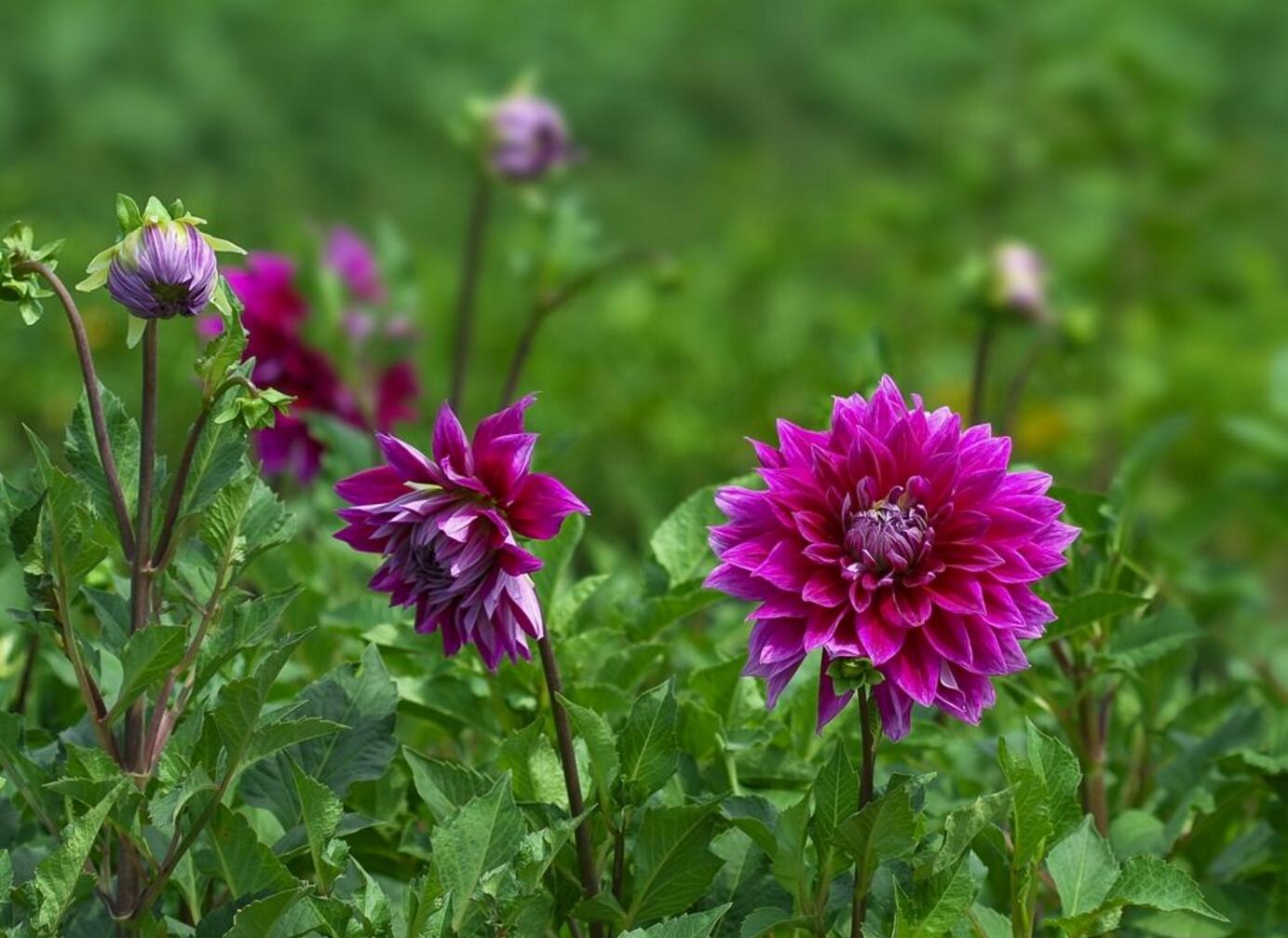 第十二届上海（国际）花展明日开幕，主题花为什么是大丽花？