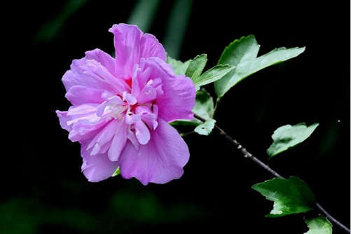 木槿花怎么养？掌握这六点技巧让木槿花大色艳