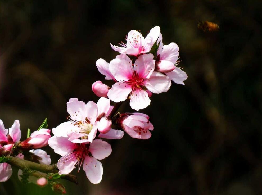 桃花什么时候开,怎样可以延长桃花开花的花期