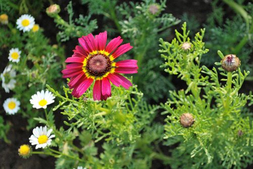 花环菊怎么养？花环菊的种植和养护方法介绍