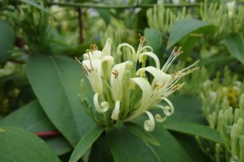 山银花与金银花的区别？山银花是金银花吗