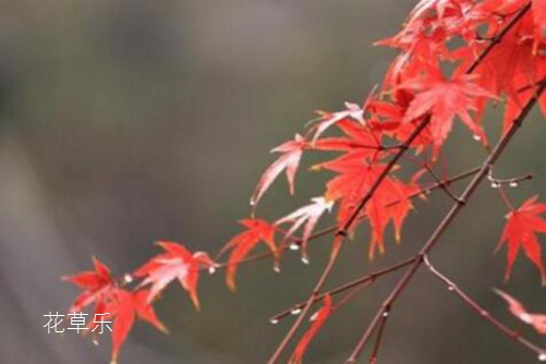 鸡爪槭和红枫的区别，看一眼叶片和枝条就能马上分开