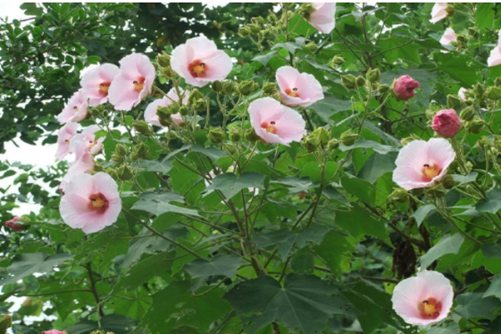 木芙蓉花的繁殖方法，千林扫作一番黄，只有芙蓉独自芳