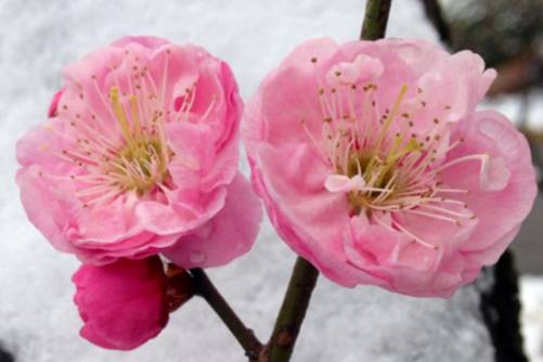 梅花的寓意，宝剑锋从磨砺出 梅花香自苦寒来