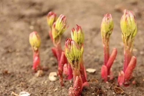 芍药怎么养，芍药种植的方法和注意事项