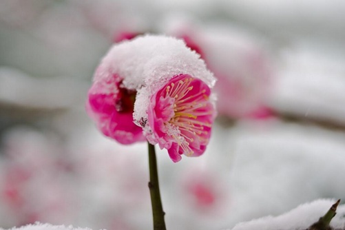 梅花图片 梅花芬芳傲寒冬，星光璀璨迎新年