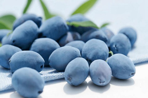 蓝靛果怎么吃，这样吃蓝靛果更能体现营养价值