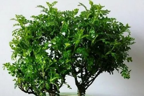 冬天冻不死的常绿植物，养家里给冬天增彩还开花不断