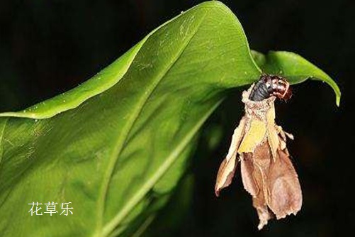 尔康,快来看看你的紫薇吧-紫薇花病虫害症状及防治方法