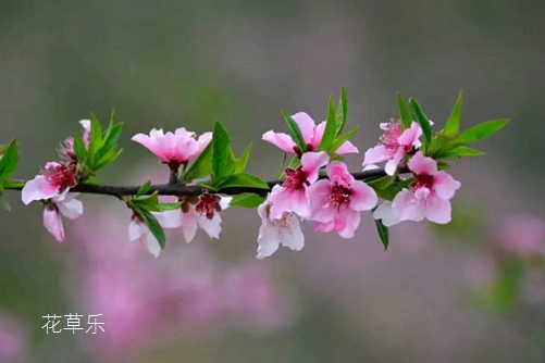 春天有什么花？百花争艳香满园，万紫千红总是春