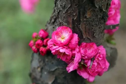 榆叶梅春天怎么养？把握以下要点，花期长且花朵艳丽