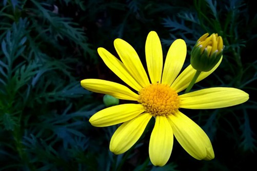 玛格丽特花什么时候开花？少女花玛格丽特图片欣赏