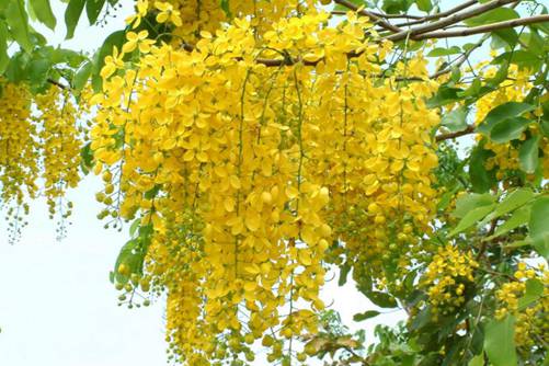 黄蝉花为什么叫“好男人花” 黄蝉花的药用价值介绍