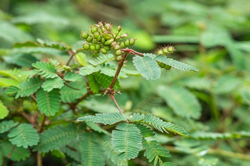 含羞草有毒吗？含羞草的养护特点