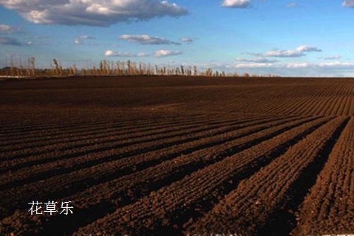 都知牡丹美，谁知瑞香香-金边瑞香养殖方法和注意事项