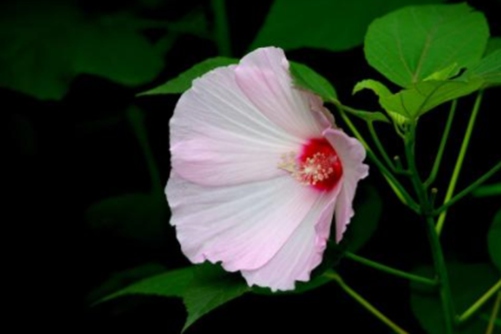 木芙蓉的养殖方法，“善变女神”木芙蓉成长记