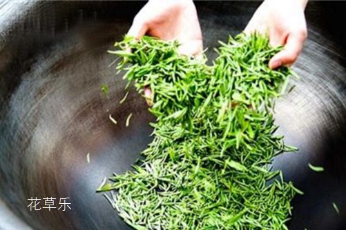 仙人掌茶是仙人掌泡的茶吗？仙人掌茶的功效与作用介绍