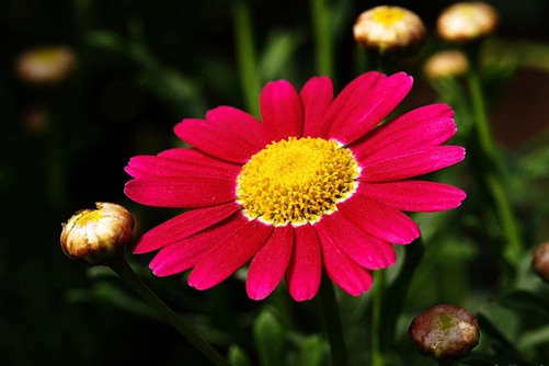 玛格丽特花什么时候开花？少女花玛格丽特图片欣赏