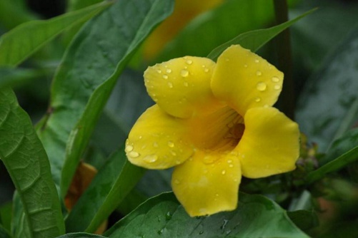 “好男人花“是什么花（ 黄蝉花），黄蝉花简介