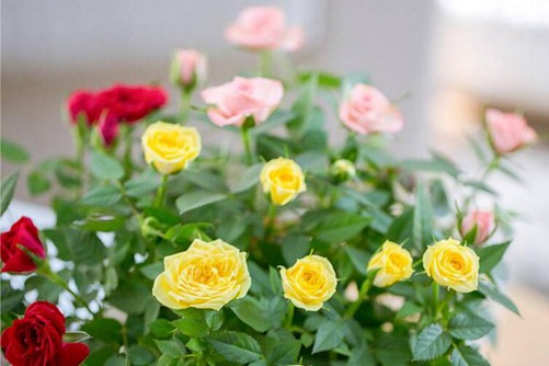 小玫瑰花怎么养 小玫瑰花的养殖做好以下几点就能四季开花