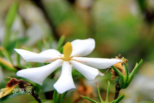 新买的栀子花上盆后落叶落花怎么处理