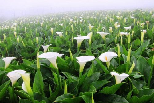 海芋怎么养 掌握这几点，轻松养殖海芋