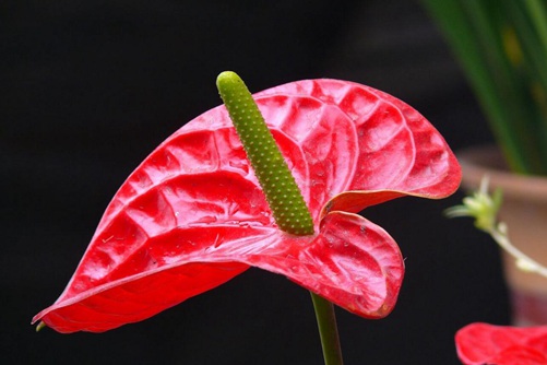 火鹤花有毒吗?高清火鹤花图片大全