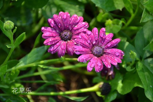 蓝目菊怎么养?按下面的养殖方法才能让蓝目菊花期长又艳