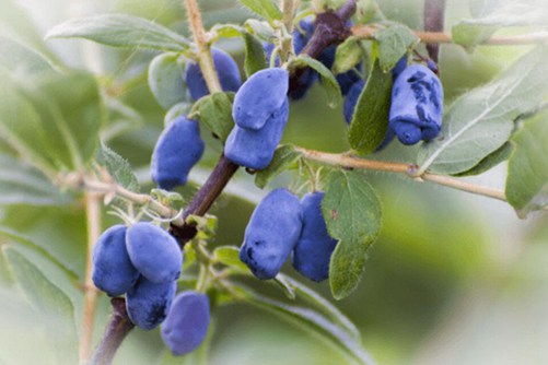蓝靛果怎么吃，这样吃蓝靛果更能体现营养价值