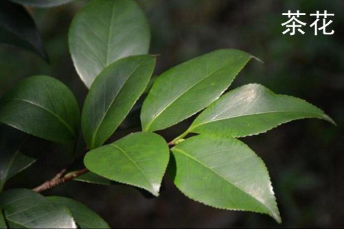 油茶花和茶花的区别 油茶花的功效