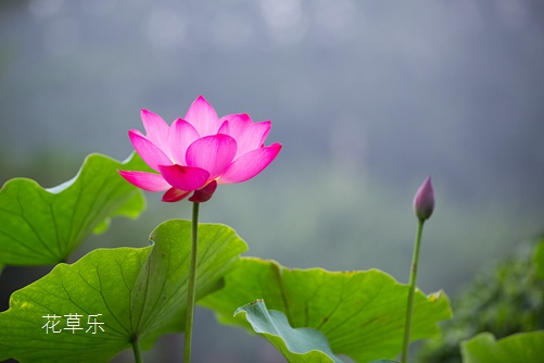 木芙蓉和水芙蓉的区别，你猜，出水芙蓉是木芙蓉还是水芙蓉？