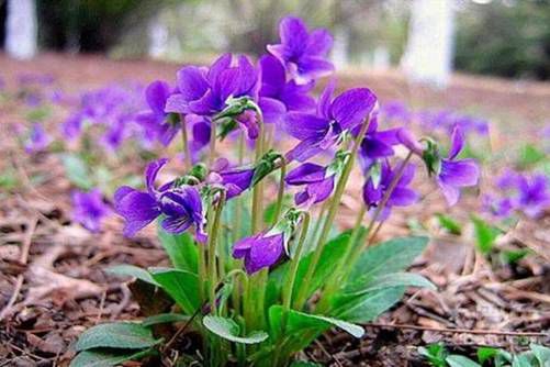 紫花地丁功效与作用，紫花地丁可观花也可食用