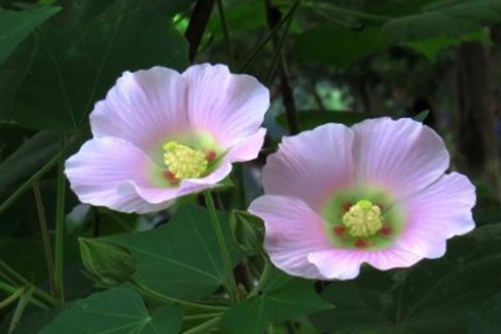 木芙蓉的养殖方法，“善变女神”木芙蓉成长记