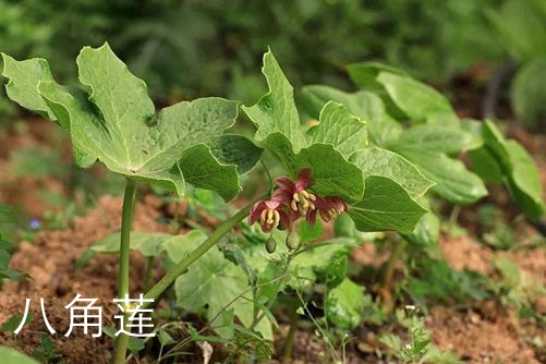 发臭的植物  长得美但奇臭昭著的5种植物