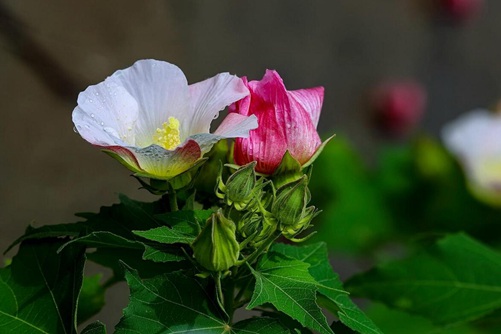 蓖麻怎么种植?蓖麻种植技术介绍