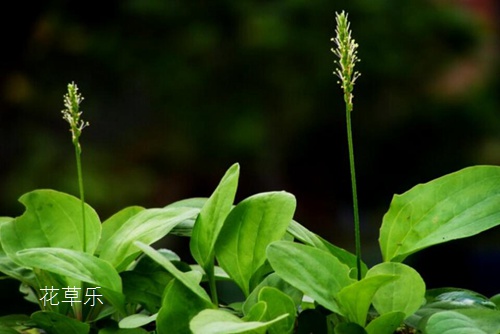 当心！路边野菜不能随便吃 22种健康野菜吃出春天美滋味