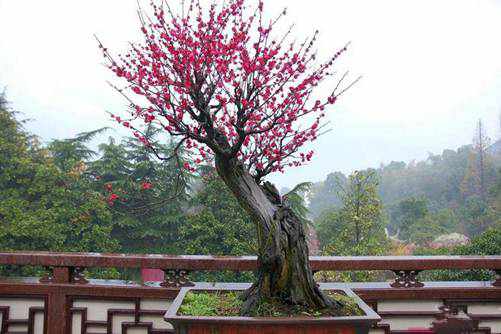 梅花图片 梅花芬芳傲寒冬，星光璀璨迎新年