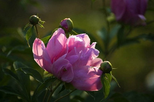 芍药花怎么养,芍药花养殖做好下面几点就会花大色艳