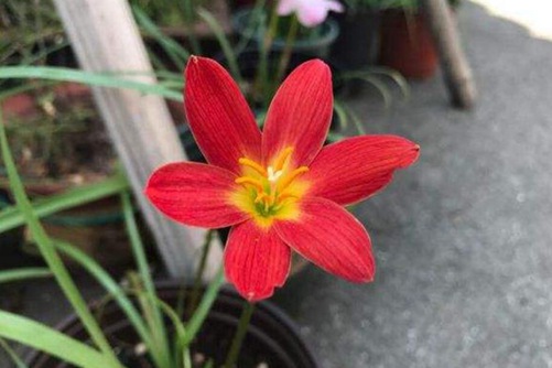 风雨兰图片，高清风雨兰图片欣赏